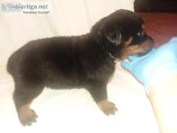 German Rottie Pups 5 weeks old