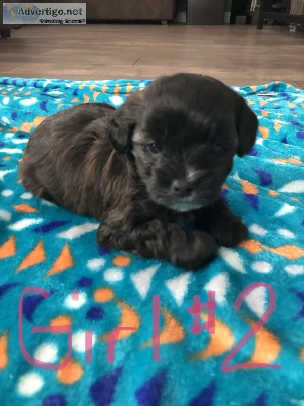 Mal-shihpoo puppies 
