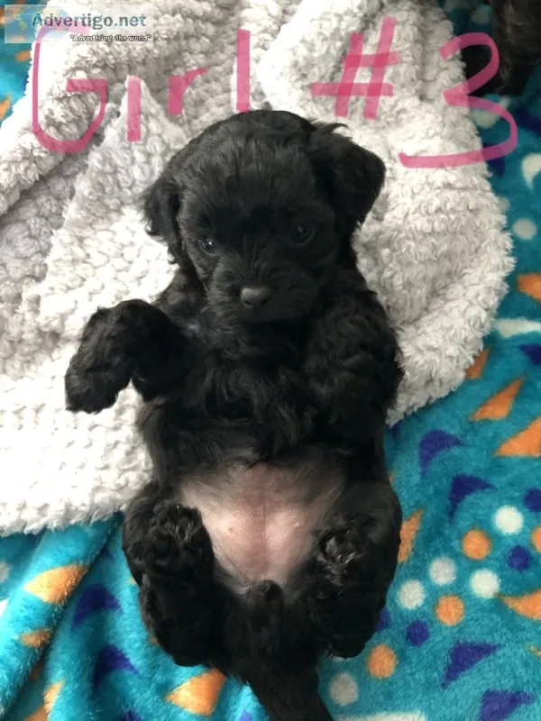 Mal-shihpoo puppies 