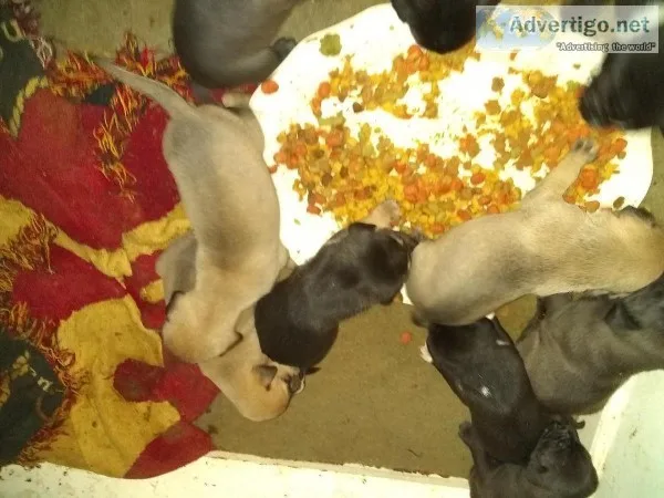 AmericanShepard mix puppies