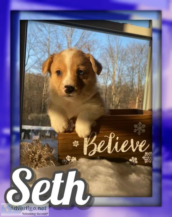 Seth Male ACA Pembroke Welsh Corgi