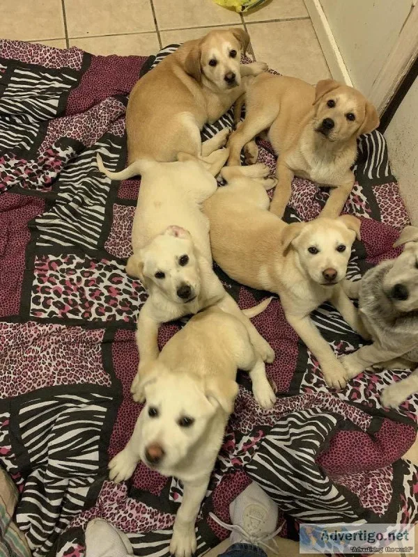 free golden Labrador puppies