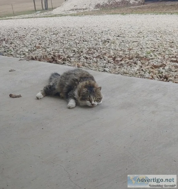 Free cat