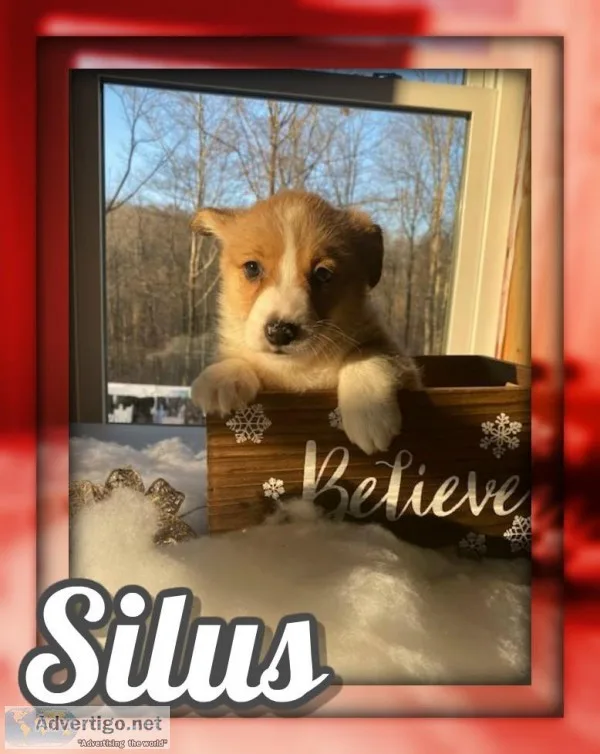 Silus Male ACA Pembroke Welsh Corgi