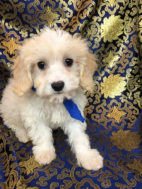Cavashon Puppies For Sale
