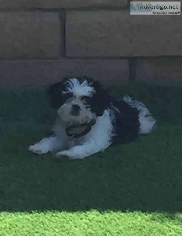 Shih-Tzu Female