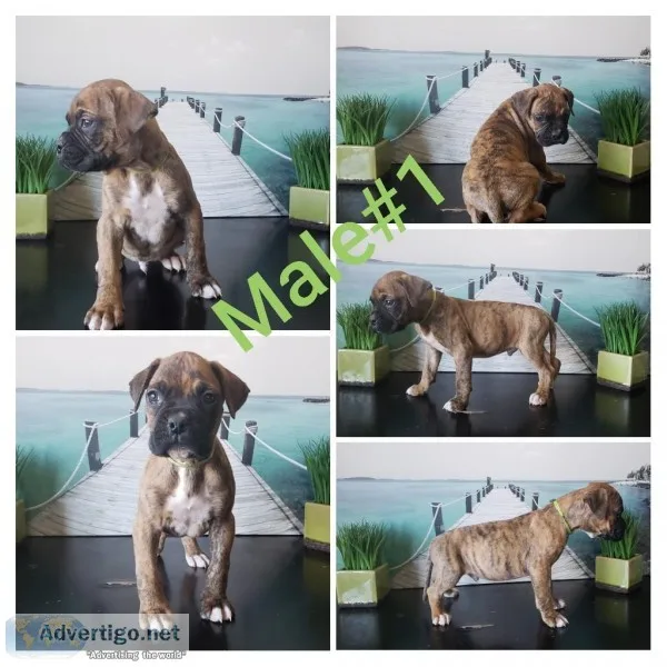 Boxer puppies for SALE