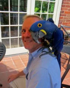 Hyacinth macaw Parrot 4 Rehoming