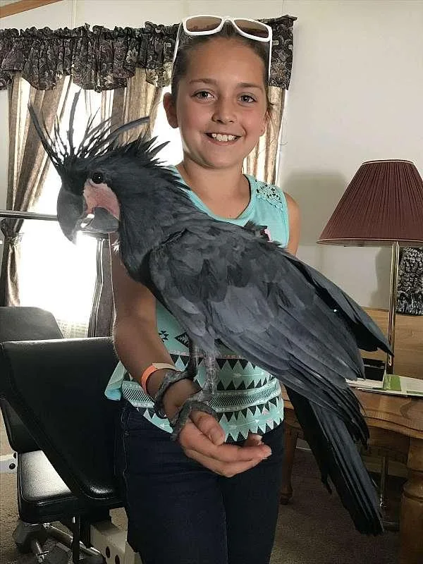 Goliath Black Palm Female