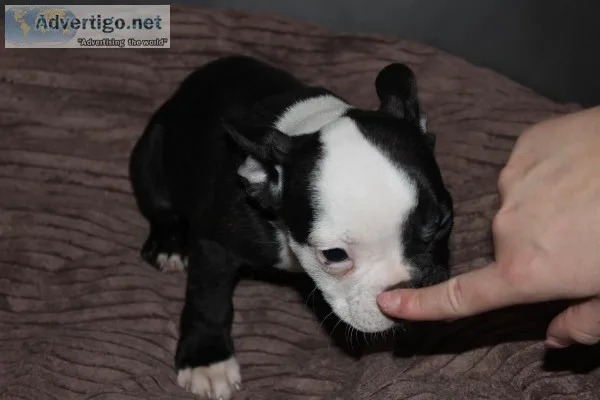 French bulldogs for sale at very affordable price