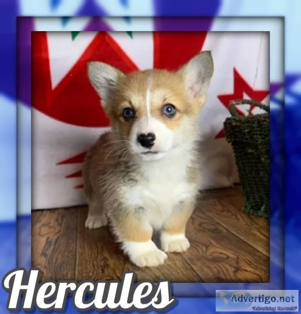 Hercules Male Corgi