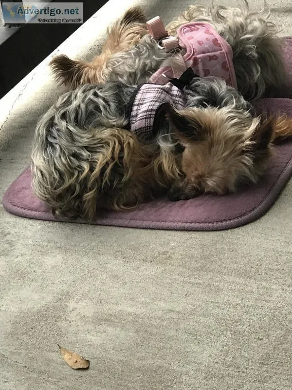 Yorkshire Terrier