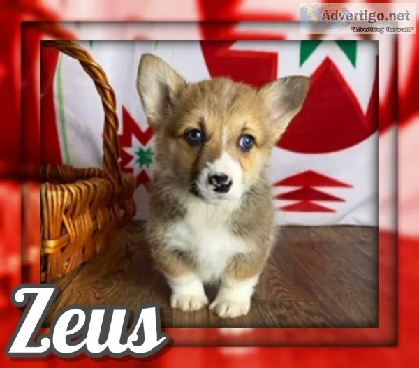 Zeus Male Corgi
