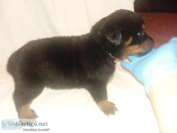 German Rottie Pups 5 weeks old