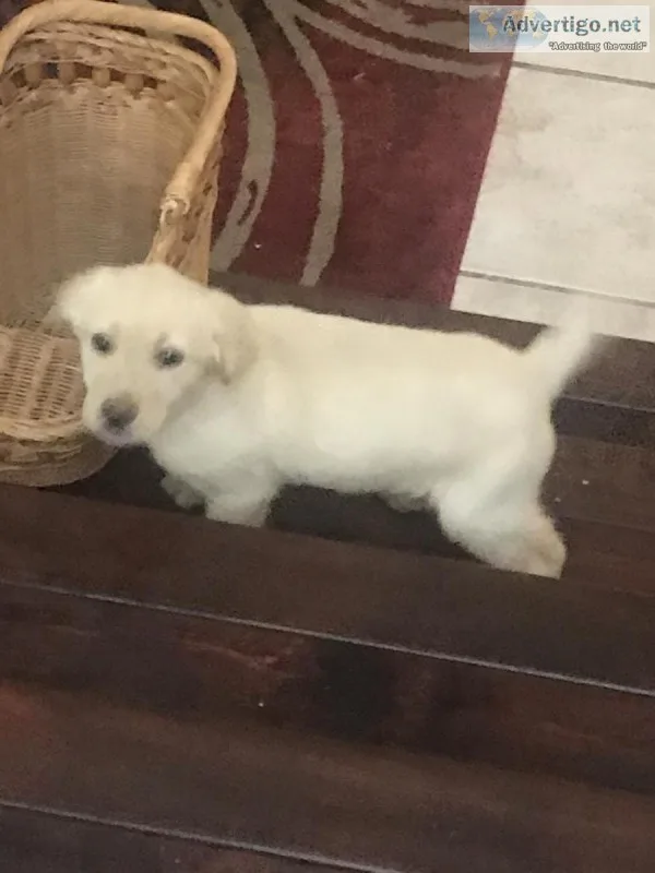 Puppy-Male Labrador mix