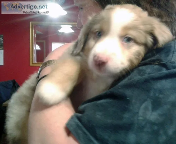 Purebred Miniature Australian Shepherd Puppies