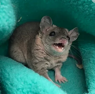 Short Tailed Opossum