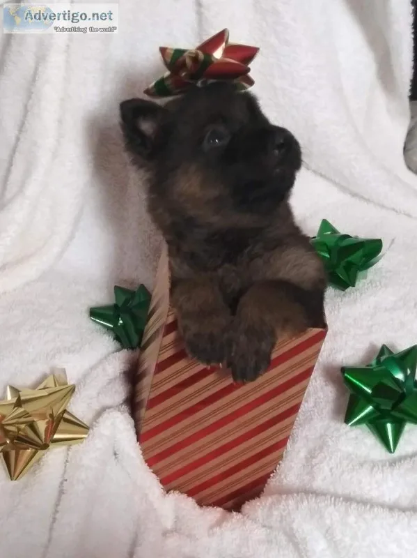 Sable German Shepherd puppies