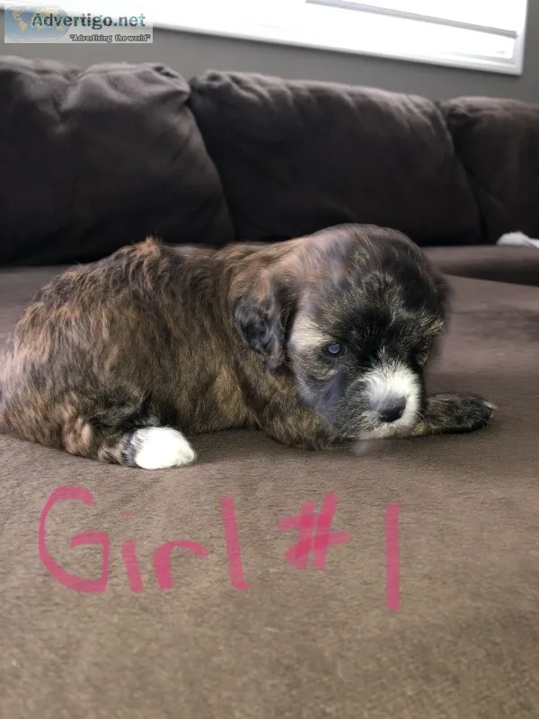 Mal-shihpoo puppies 