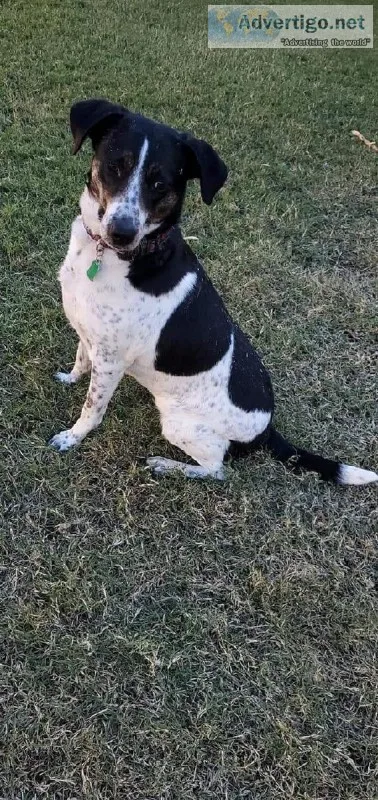 Need to rehome our Pointer mix