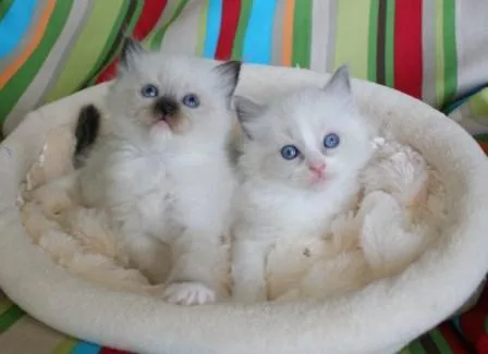 TICA registered Ragdoll Kittens ready for sale