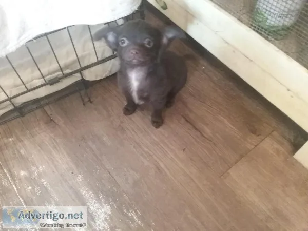 Chocolate Chihuahua Girl