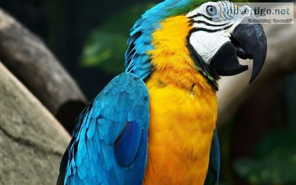 Ana&rsquos Parrots and Supplies - A Best Parrot Bird Center