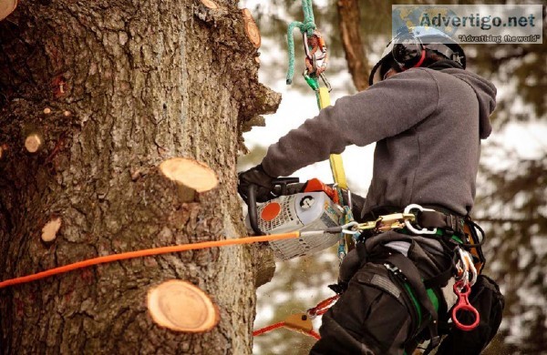 Don t make Trees rare keep them with care
