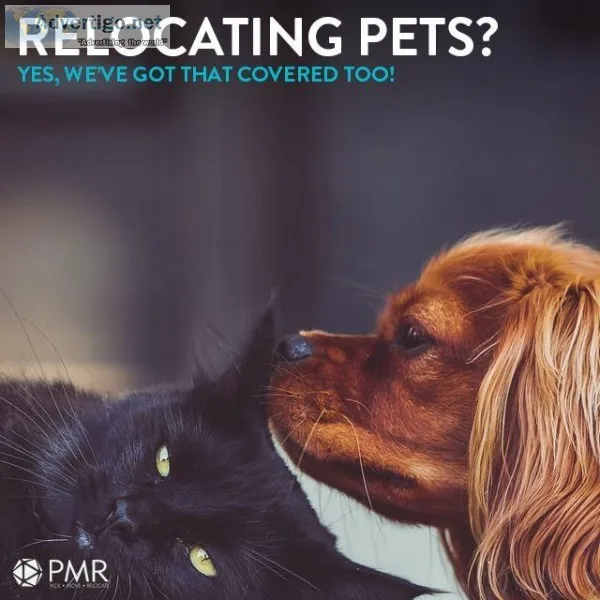 Safe Comfortable and Reliable Pet Shifting Service