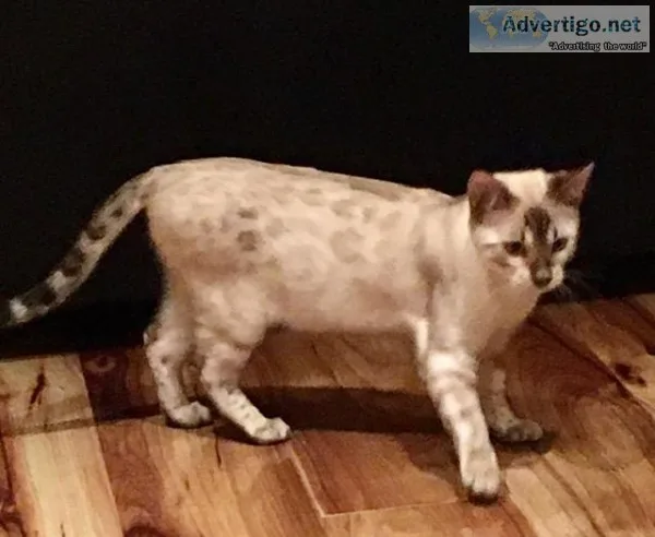 Bengal Female Kitten