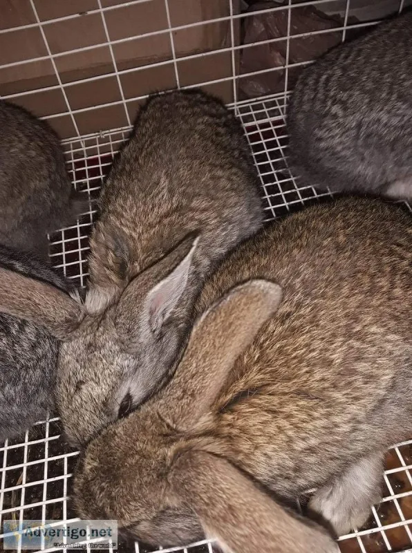 Young Flemish giant rabbits
