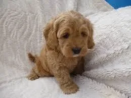 Toy poodle puppies