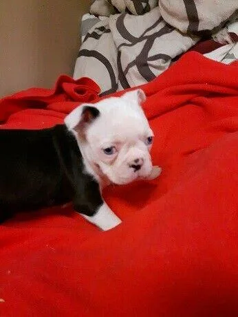 Black and white Boston Terrier Puppies. Two Females and 1 Male