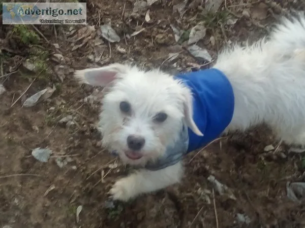 HELP MY PUPPY GET HOME