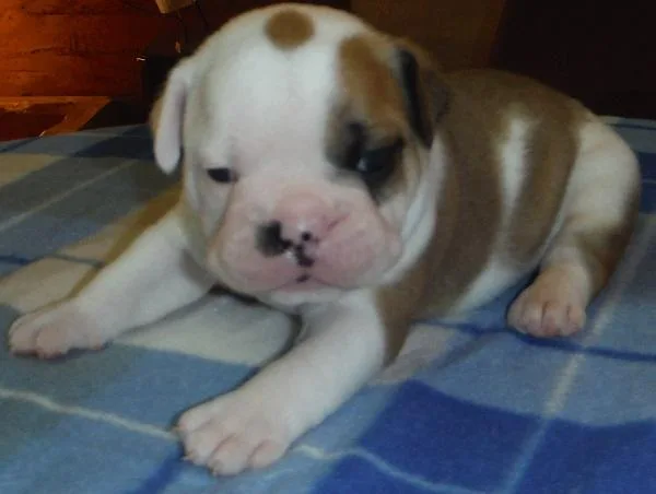 CKC English Bulldog puppies