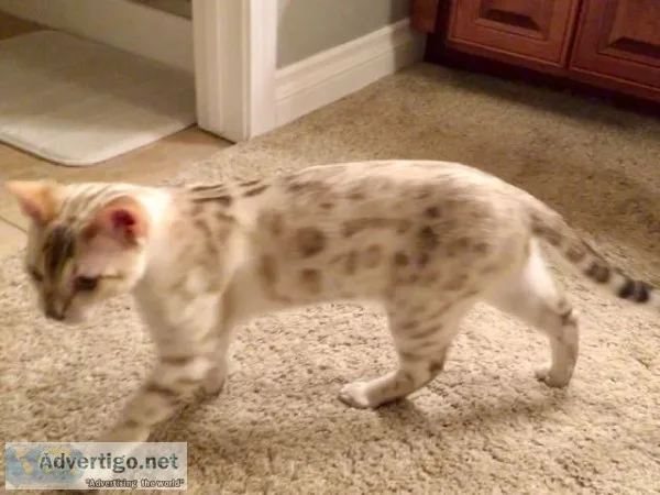 Bengal Snow Male Kitten - TICA registered
