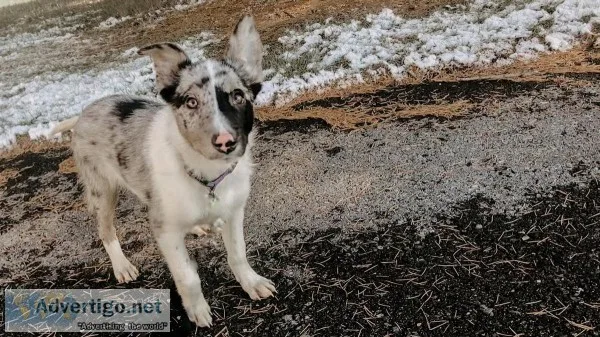 Border collie mix