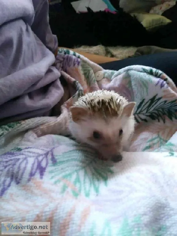 Hedge Hog for sale. 6 months old has cage and everything needed