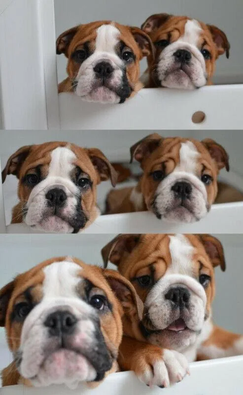 English Bulldog &quotSamurai Quality&quot