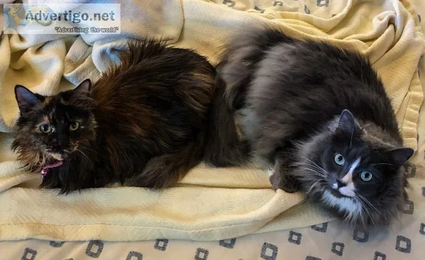Loving cats to good home