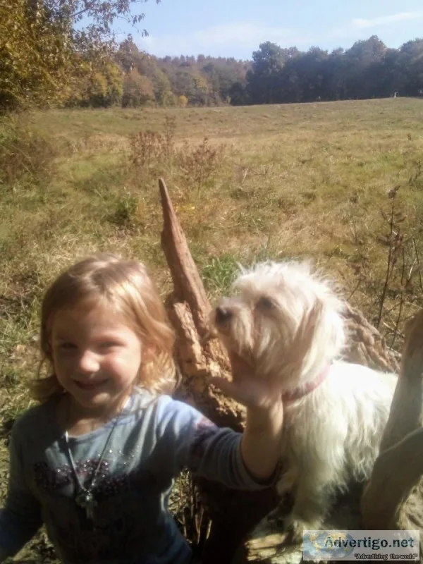 Help Me Find My Puppy