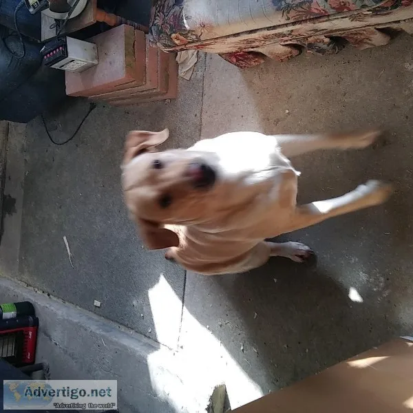 Wanted Yellow english Labrador retriever stud