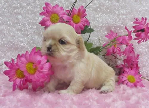 Shih Tzu Puppies