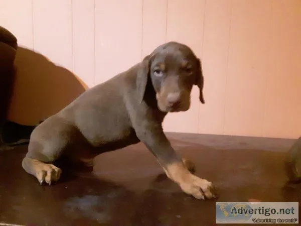 Doberman puppies