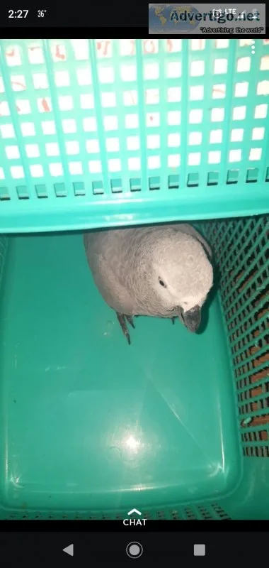 Looking for an young african grey