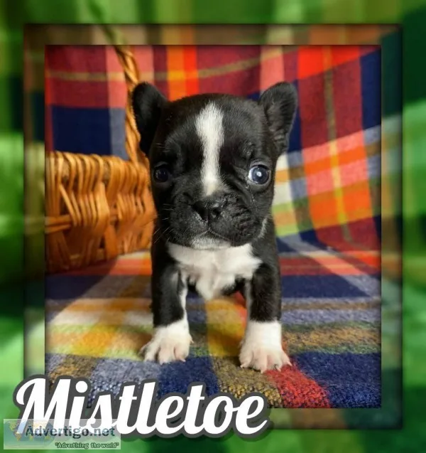 Mistletoe Male Frenchton