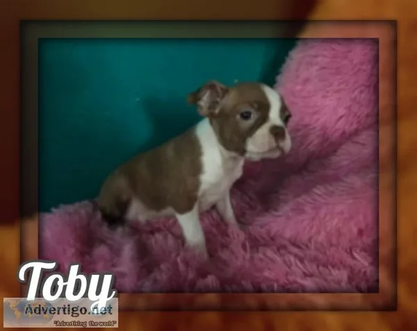 Toby Male Boston Terrier