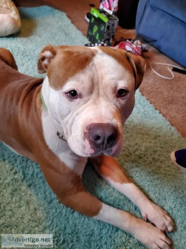 Pitbull 1 year unneutered
