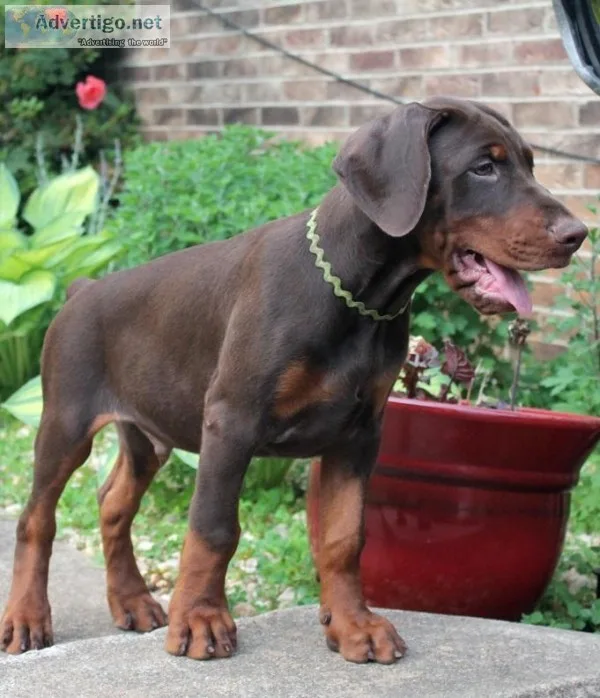 Purebred European doberman puppies