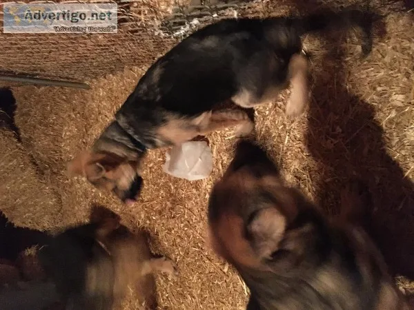 German Shepherd pups